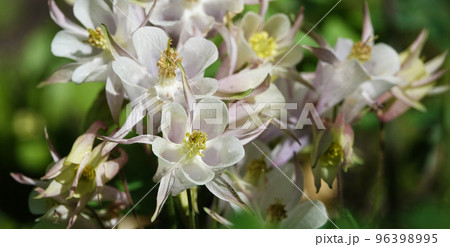 Flowers aquilegia or catchment close-up beautiful and delicate Flowers aquilegia or catchment close-up beautiful and delicate 96398995