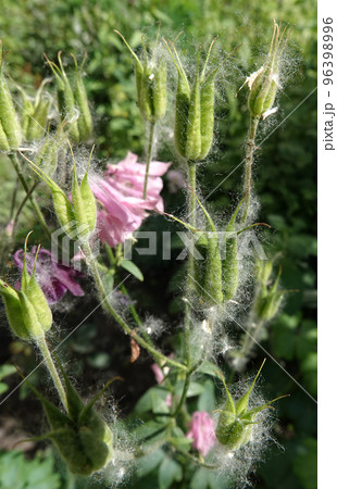 Flowers aquilegia or catchment close-up beautiful and delicate Flowers aquilegia or catchment close-up beautiful and delicate 96398996