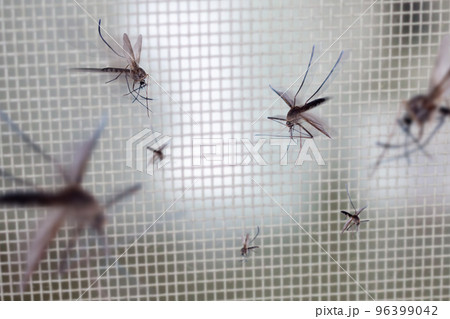 many mosquitoes on insect net wire screen close up on house window 96399042