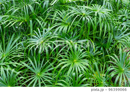 Umbrella papyrus with green leaves background 96399066