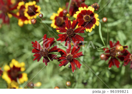 Plains tickseed 96399821