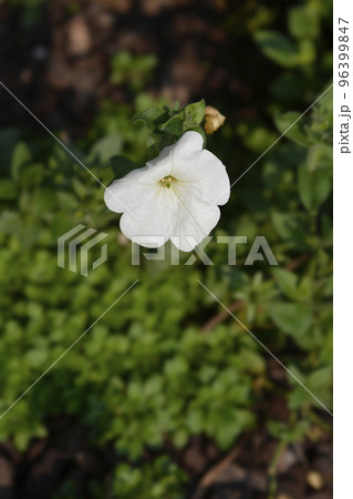 Large white petunia Large white petunia 96399847
