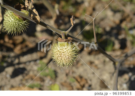 Thorn apple Inka Thorn apple Inka 96399853