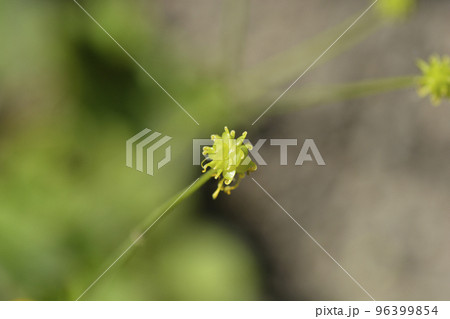 Wooly buttercup Wooly buttercup 96399854