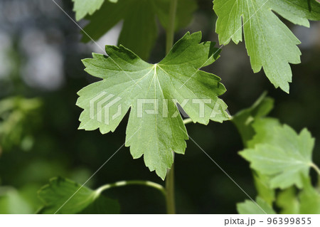 Golden currant 96399855