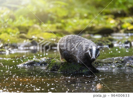 Badger is standing on a stone in the middle of a stream Badger is standing on a stone in the middle of a stream 96400633