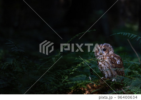 Tawny owl is posing alone in the forest. 96400634