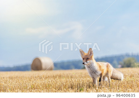 Red fox is posing on a yellow stubble. 96400635