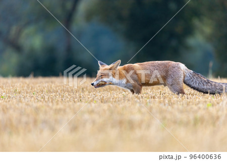 Red fox is posing with the caught prey in its mouth. Red fox is posing with the caught prey in its mouth. 96400636