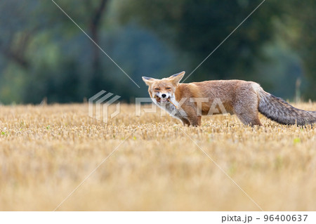 Red fox with the caught prey in its mouth. Red fox with the caught prey in its mouth. 96400637