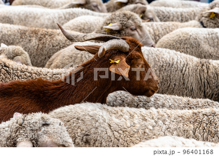 Flock of sheep passing through a cattle route Flock of sheep passing through a cattle route 96401168