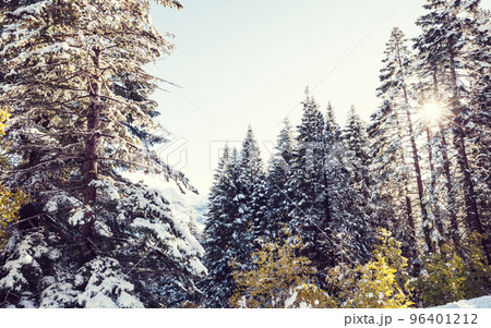 Winter forest 96401212