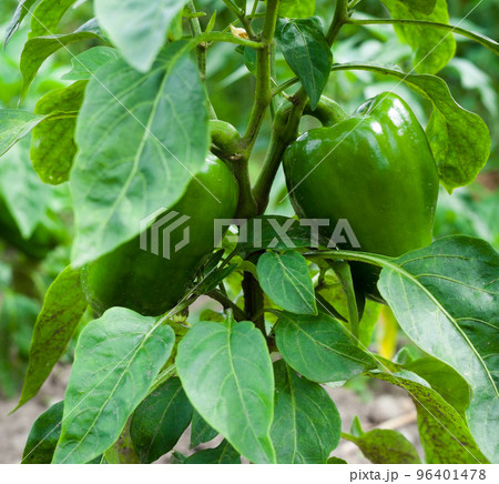 Growing the bell peppers (capsicum) Growing the bell peppers (capsicum) 96401478