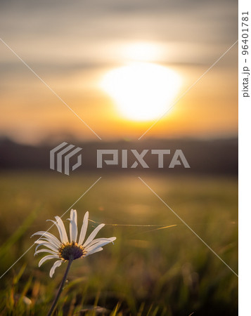 Daisy blossom, spider web and sunset sun flares. Amazing white wild flower 96401781