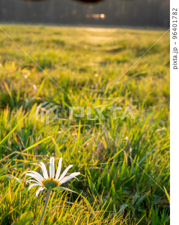 Daisy blossom, spider web and sunset sun flares. Amazing white wild flower 96401782