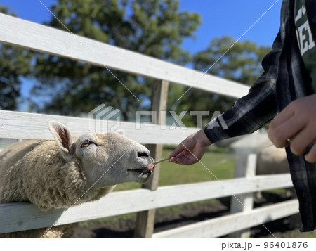 柵から顔をだすひつじ 96401876