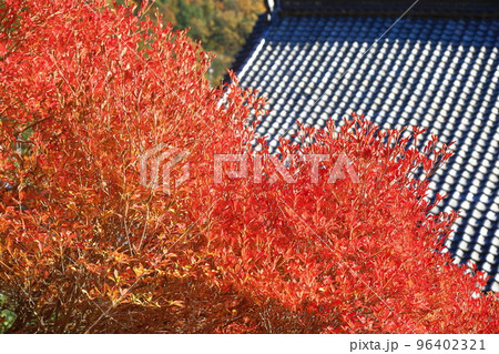 瓦屋根とドウダンツツジ 瓦屋根とドウダンツツジ 96402321