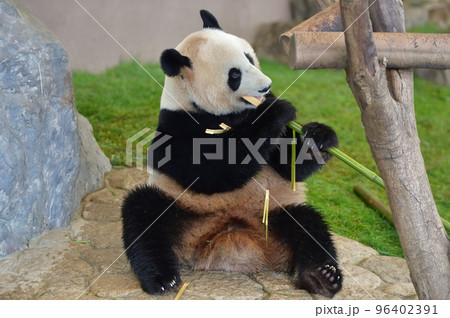 おいしそうに竹を食べる優浜 おいしそうに竹を食べる優浜 96402391