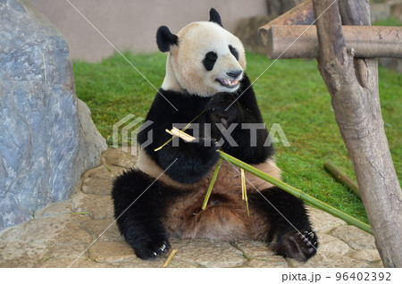 おいしそうに竹を食べる優浜 96402392