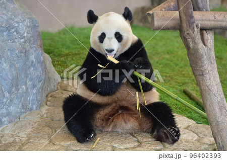 おいしそうに竹を食べる優浜 96402393