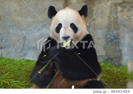 おいしそうに竹を食べる海浜 96402484