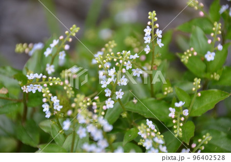 小さな淡い青色の花つけた花序が綺麗なミズタビラコの群生 96402528