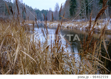 The river Salaca is meandered by high sandstone cliffs. Skanaiskalns nature park. November is the first snow in Mazsalaca in Latvia. 96402559