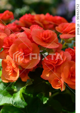 エラチオール・ベゴニア オレンジ色 エラチオール・ベゴニア オレンジ色 96402752