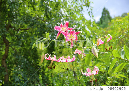 ユリの花 ユリの花 96402996