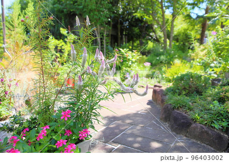 ノゲイトウの花 96403002