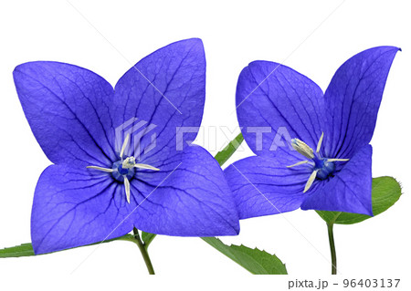 桔梗の花  秋の七草のひとつ 4枚咲き 4枚花びら(fix撮影) 桔梗の花  秋の七草のひとつ 4枚咲き 4枚花びら(fix撮影) 96403137