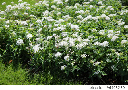 ペンタスの花 ペンタスの花 96403280