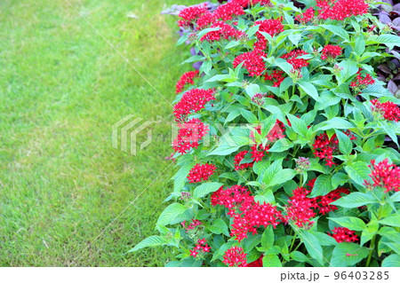 ペンタスの花 96403285