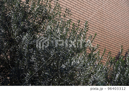 晩秋の季節に青々と茂る常緑樹のオリーブの樹 96403312