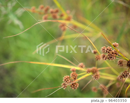 10月に実ったマツカサススキ 96403350