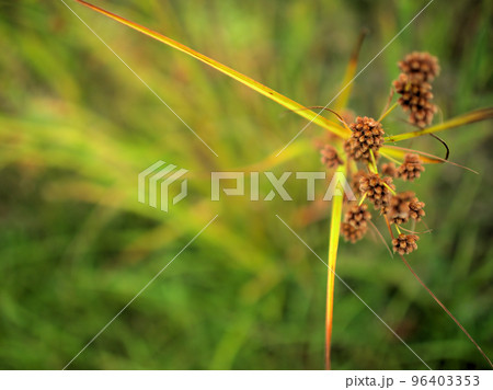 10月に実ったマツカサススキ 10月に実ったマツカサススキ 96403353