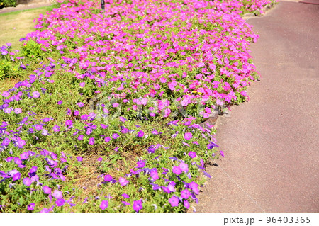 ペチュニアの花 96403365