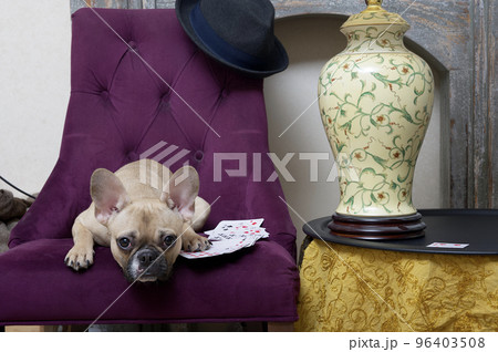 The bulldog dog plays cards with his paw on the cards and looking attentively at the camera while lying on an armchair. 96403508