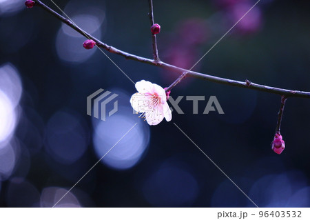 春の訪れを告げる一輪の梅の花 春の訪れを告げる一輪の梅の花 96403532