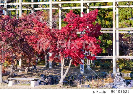 けいはんな記念公園「水景園」観月楼前の真っ赤なもみじ 96403625