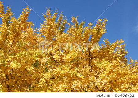 銀杏 銀杏 96403752
