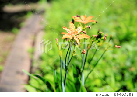 ヒオウギの花 96403982