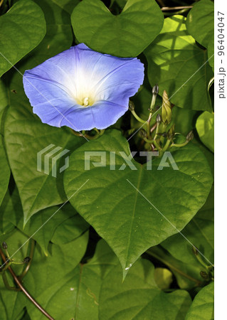 朝顔 朝顔 96404047