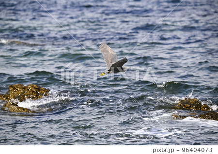 クロサギ クロサギ 96404073