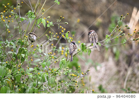 スズメ 96404080