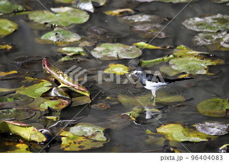 セグロセキレイ 96404083