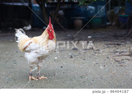 White Betong Chickken is stay in asia farm garden after rainny day 96404187