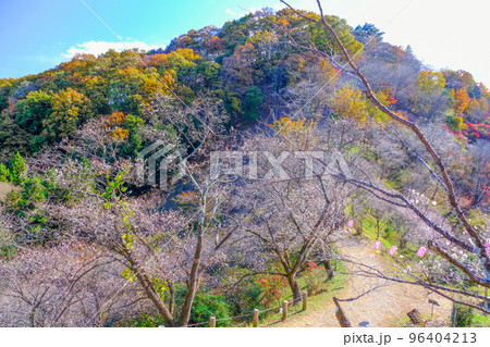 紅葉の桜山 紅葉の桜山 96404213