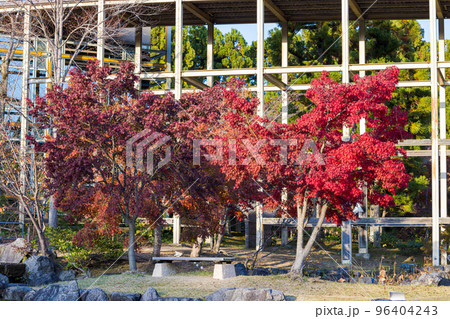 けいはんな記念公園「水景園」観月楼前の深紅のもみじ 96404243