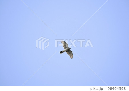 ハイタカ 96404598